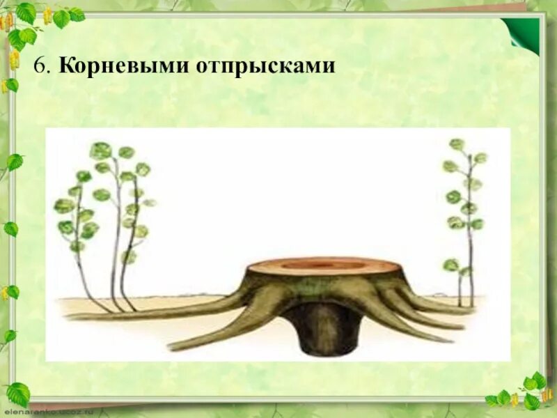Описание корневыми отпрысками. Размножение отпрысками. вегетативное размножение корневыми отпрысками. корневыми отпрысками размножаются. тополь размножается корневыми отпрысками.