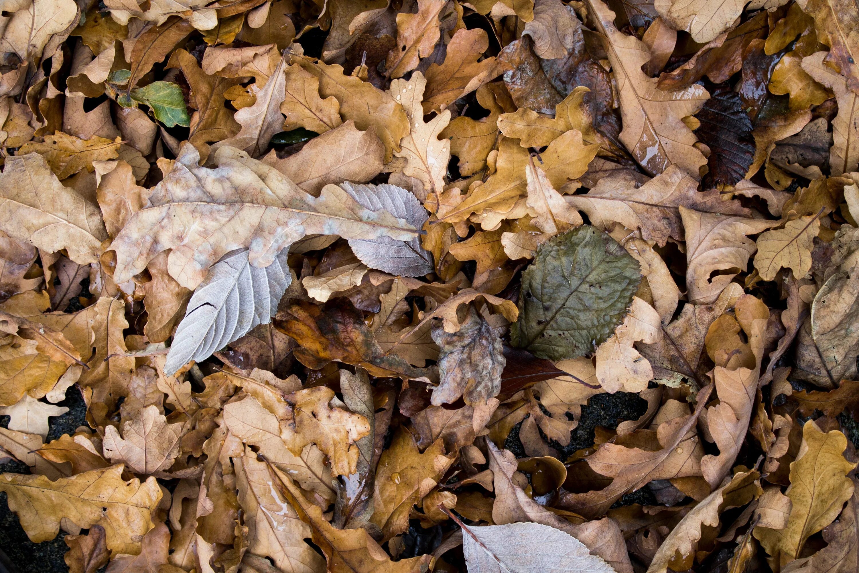 Leaves on the back. Сухие листья. Сухие осенние листья. Куча листвы. Сухой листик.