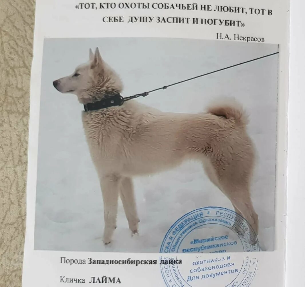 Восточно-сибирская лайка вес. Маламут рост. Вес западно сибирской лайки. Сколько весит лайка взрослая западно сибирская. Лайка вес щенка.