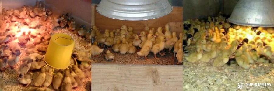 Нужно ли выключать свет на ночь бройлерам. Программа освещения для бройлеров. Доращивание бройлеров. Нужно ли выключать свет на ночь бройлерам. Бройлеры рост 308 в 6 месяцев фото.