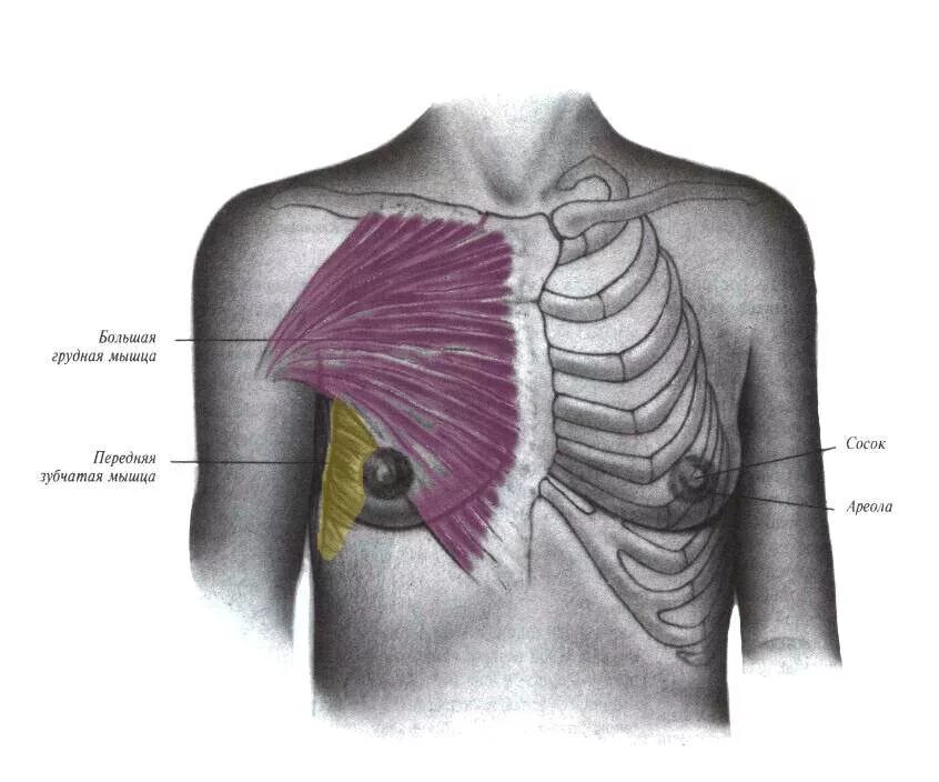 Мышцы под грудной клеткой. Анатомия мышц грудной клетки человека. Строение мышц грудной клетки женщины. Области грудных мышц.