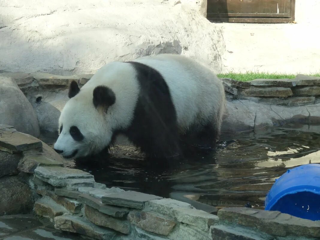 панды в москве. большой московский зоопарк панда. панда жуи в московском зоопарке. панда в московском зоопарке. московский зоопарк животные панда.