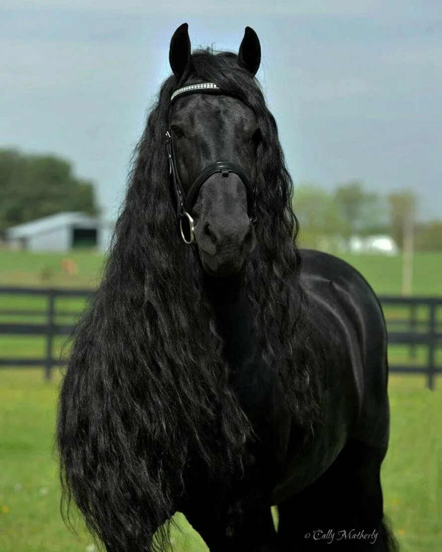 Видео фризов. Фриз Фризская лошадь. Цыганская Фризская лошадь. Friesian порода лошадей-.