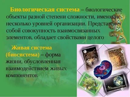 Сложная биологическая система