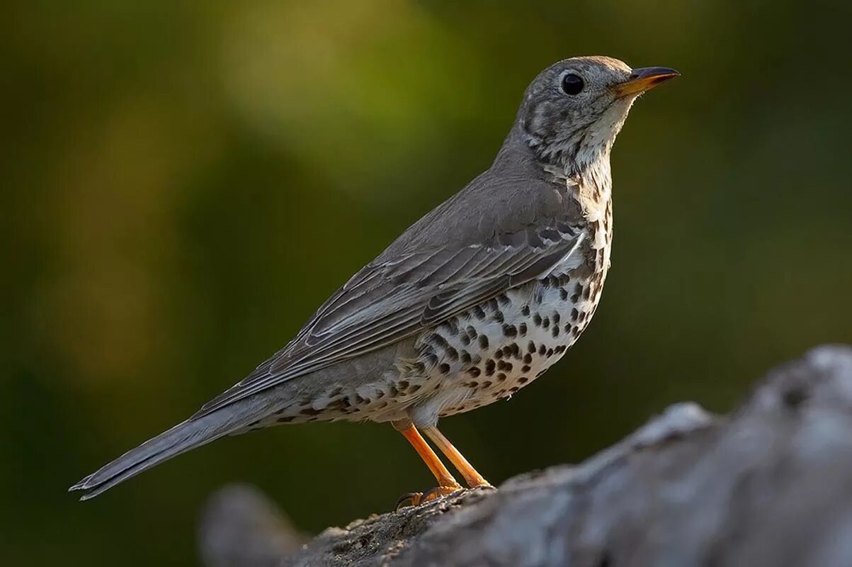 Птица с рябым оперением. Певчий Дрозд деряба. Дрозд-деряба (turdus viscivorus). Бледногрудый Дрозд. Дрозд деряба рябинник.