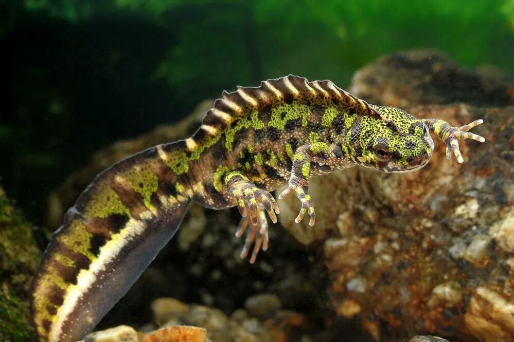 Мраморный тритон. Земноводные тритон гребенчатый. Тритон обыкновенный и тритон гребенчатый. Название тритонов. Тритон обыкновенный аквариумный.