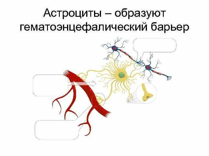 Астроциты гематоэнцефалический барьер. Астроциты образуют. ГЭБ строение. Гематоэнцефалический барьер строение. Астроцит клиника