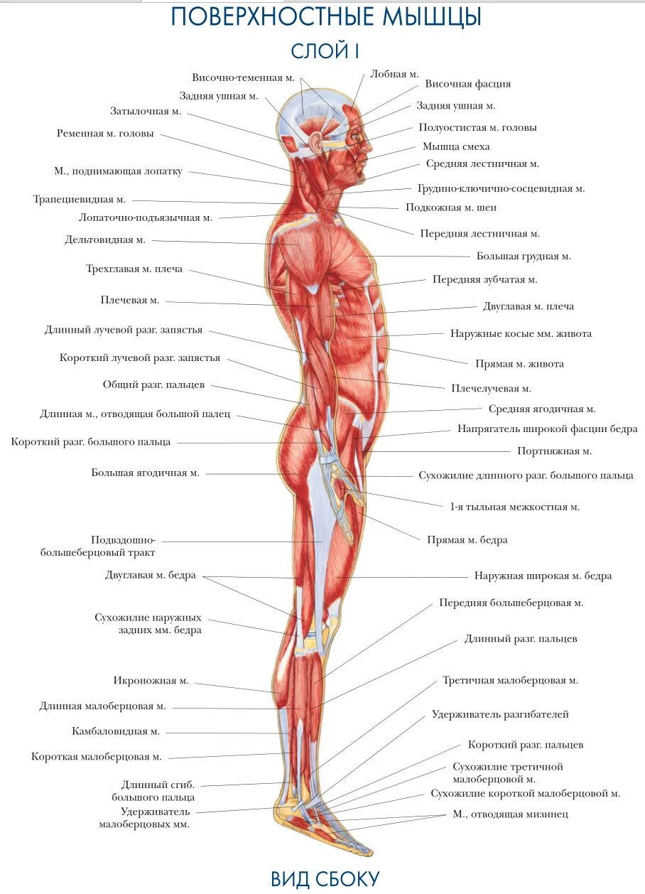 Мышцы орган человека. Атлас анатомия человека мышечная система. Строение человека вид сбоку. Анатомия человека мышцы вид сбоку. Атлас мышц человека для массажа тела.