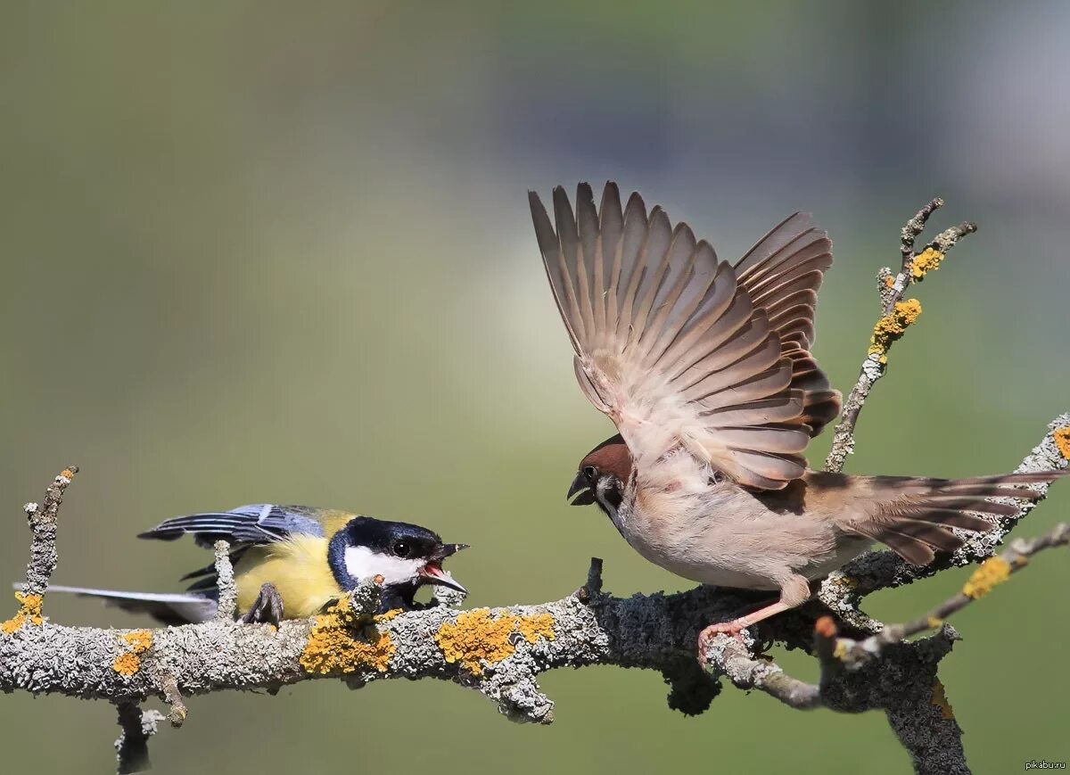 Птица с белыми бровями. Королевский баклан. Acridotheres tristis. Справедливые птицы. Справедливые птицы.