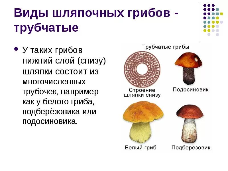 Строение трубчатого гриба. Шляпочные грибы строение трубчатые. Строение шляпки трубчатого гриба. Строение шляпки шляпочного гриба. Подберезовик трубчатый или пластинчатый