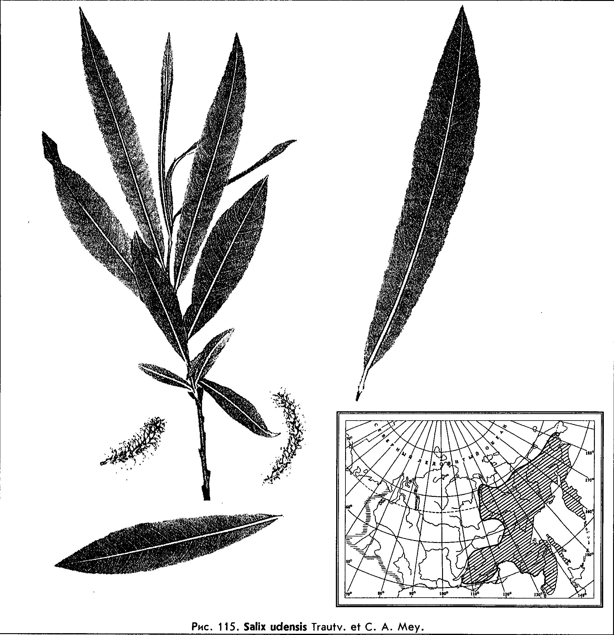 Salix Udensis. Salix Udensis trautv.. Salix caprea формула цветка. Ива схема листа. Форма листа ивы