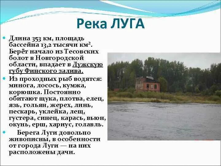 Река Луга реки Ленинградской области. Рассказ о реке Луге. Сообщение о реке Луга. Доклад о реке Луге. Водные богатства ленинградской области