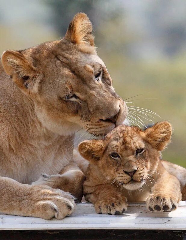 Loving lions
