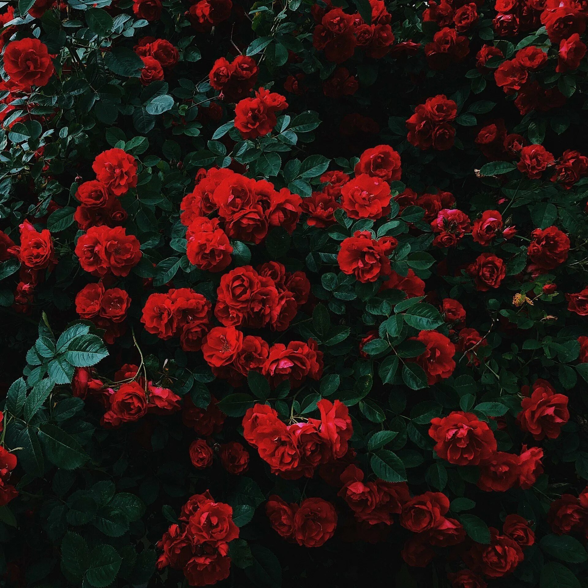 сказочные розы. красные розы mp3. красивые розы на рабочий стол. песня розы красные там в саду. песня розы красные там в саду.