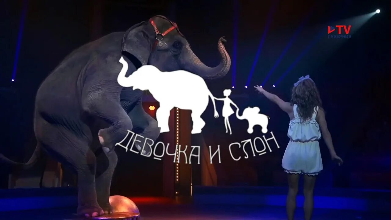 Девочка и слон цирк кисловодск. Шоу слонов Андрея Дементьева-Корнилова. Курский цирк девочка и слон. Слон в цирке.