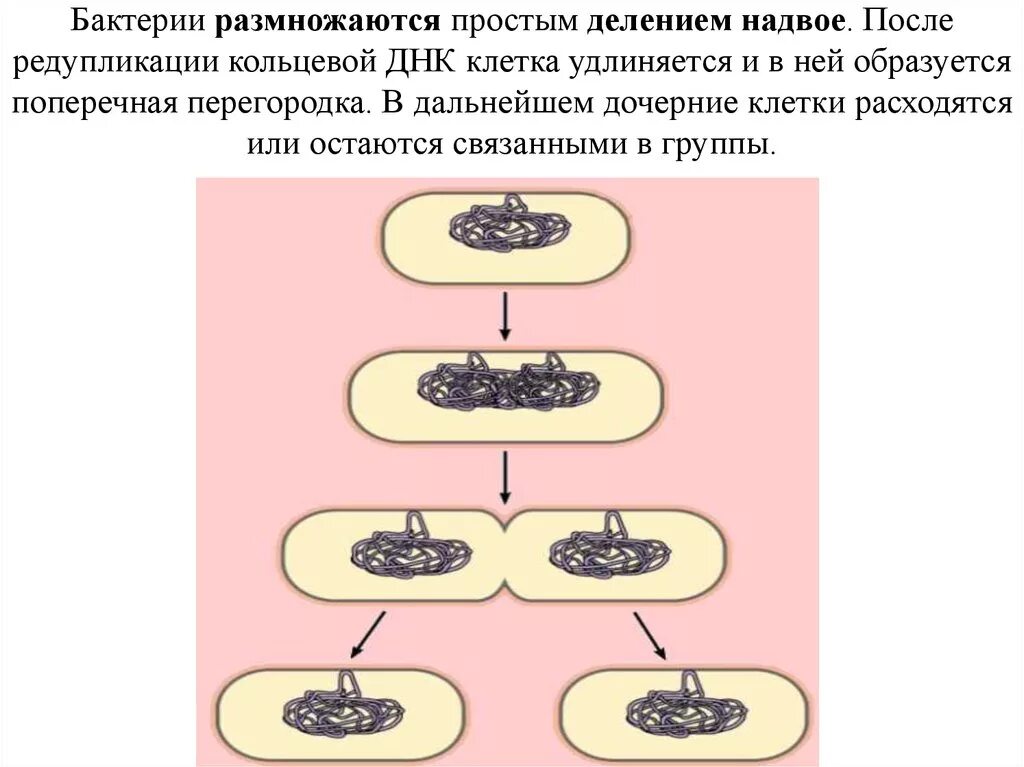 Деление бактерий размножение. Размножение клеток бактерий. Бактерии размножаются путем деления. Схема деления бактериальной клетки. Размножается путем деления