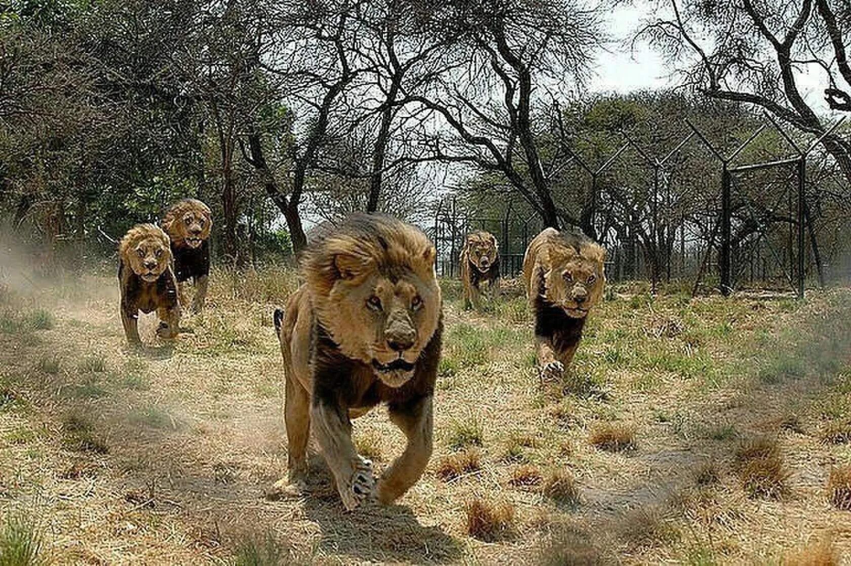 Спокойный лев. Львы прайд. Вожак прайда львов. Человек лев. Лев лидер.