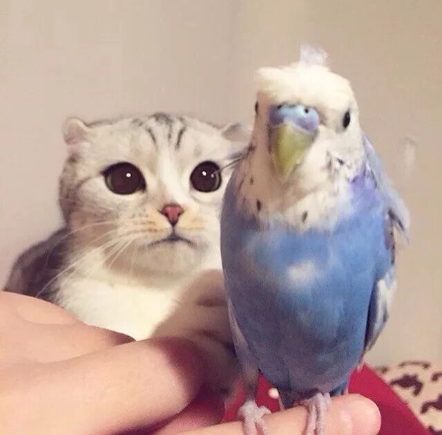 Попугай и кот. Кот и попугай. котик и попугайчик. кошка с попугаем. котенок и попугай.