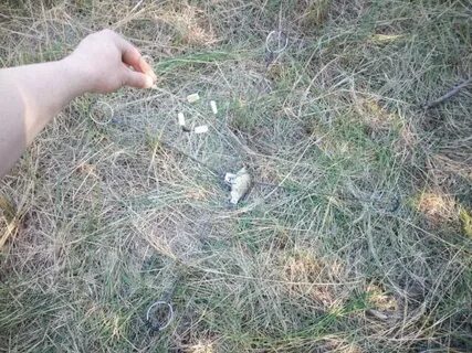 Как ловить хапугой летом