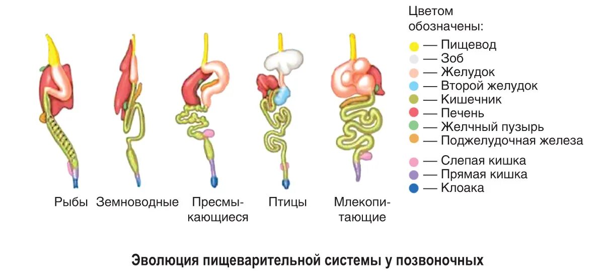 Эволюция пищеварительной системы позвоночных. Сравнительная таблица пищеварительной системы животных. Эволюция пищеравительной система животных. Эволюция систем органов животных пищеварительная система. Происхождение пищеварительной системы