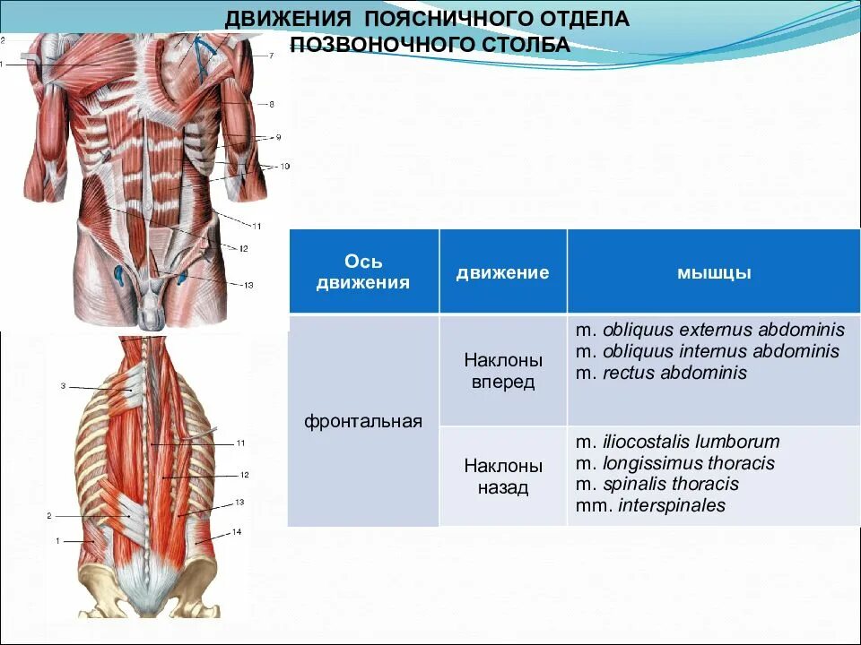 Мышцы осуществляющие движения. Мышцы осуществляющие движение позвоночного столба. мышцы действующие на позвоночный столб. мышцы производящие движения в поясничном отделе. мышцы приводящие в движение позвоночник.