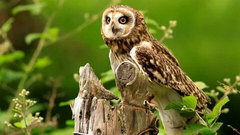 Owl g