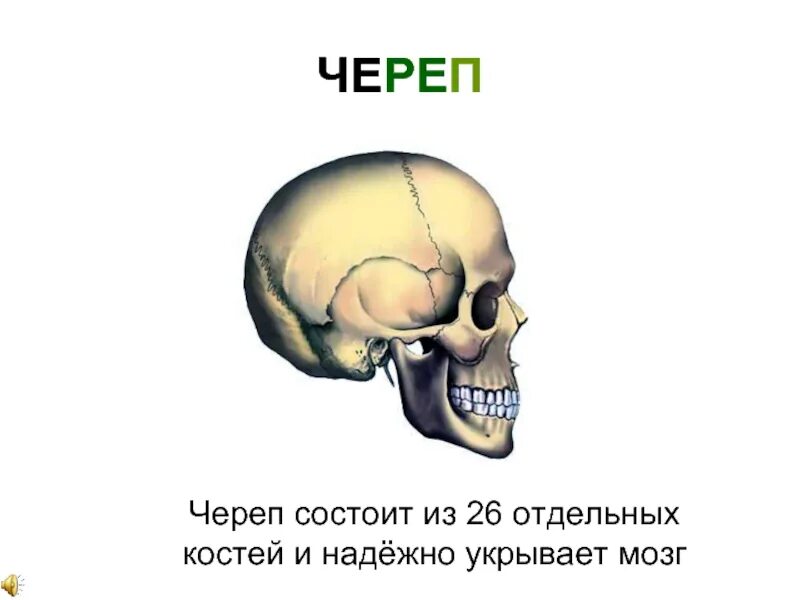 Череп ребенка состоит из отдельных. Череп состоит. череп состоит из костей. кости черепа защищают мозг. кости черепа человека анатомия презентация.