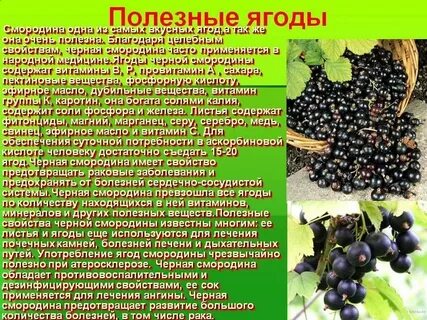 Как есть черную смородину