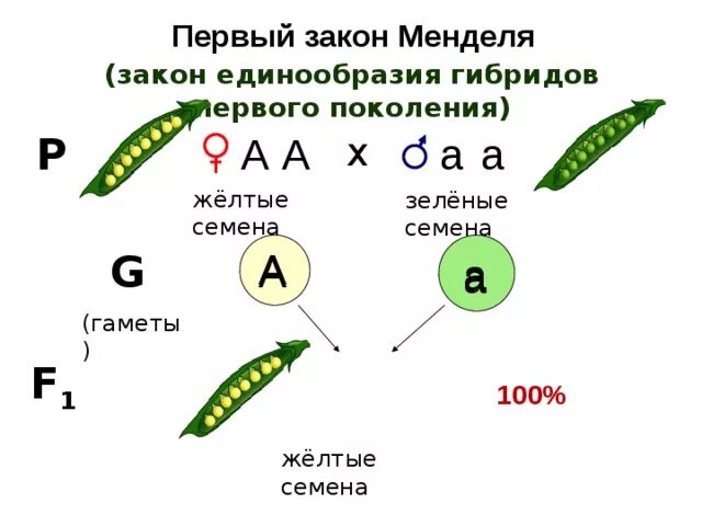 1 Закон единообразия гибридов первого поколения. 1 Закон Менделя схема. Первый закон Менделя схема. Схема скрещивания гибридов 1 поколения.