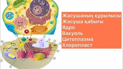 Жеке порно жетілген әйелдер