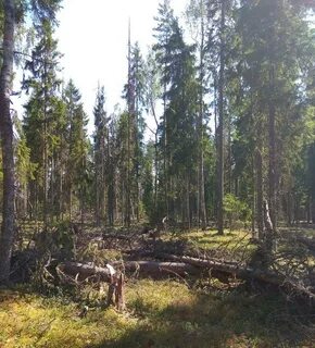 Государственный лесной фонд