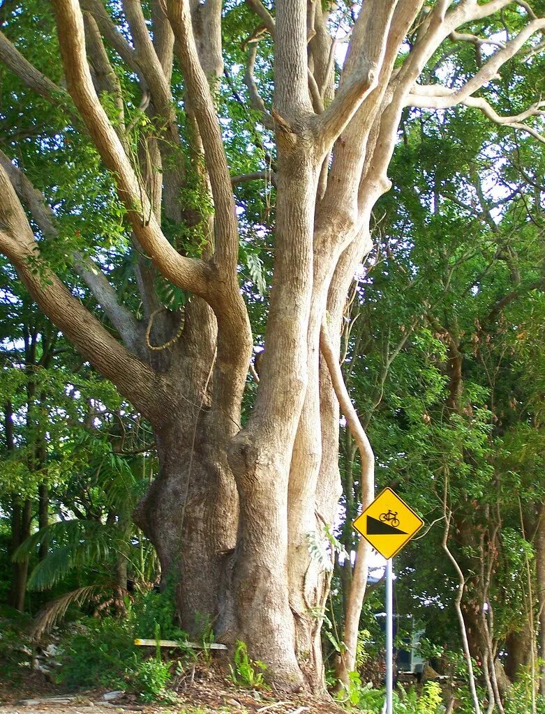 Дерево малайзия. Dryobalanops aromatica. Капур дерево. Cinnamomum camphora. Дриобаланопс ароматный.