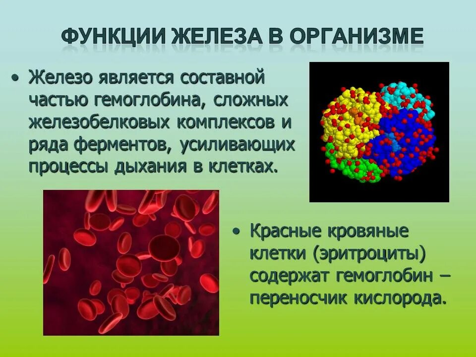 Где находится железо в организме. Железы организма человека. железо роль в организме человека. функции железа в организме человека. железо в организме является составной частью.