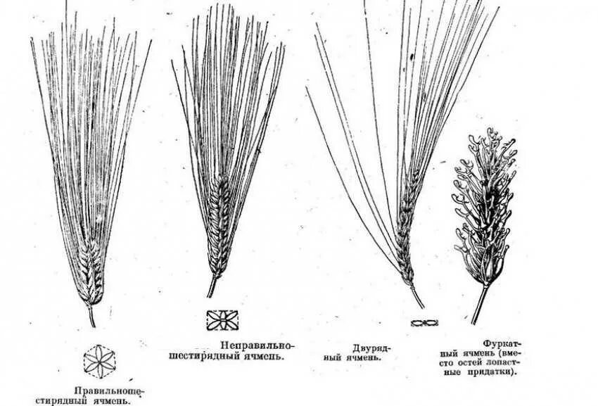 Плоды хлебных злаков под названием. Колос структура двурядный ячмень. Схема соцветия ячменя. Шестирядный ячмень сорта. Строение Колоса ячменя схема.