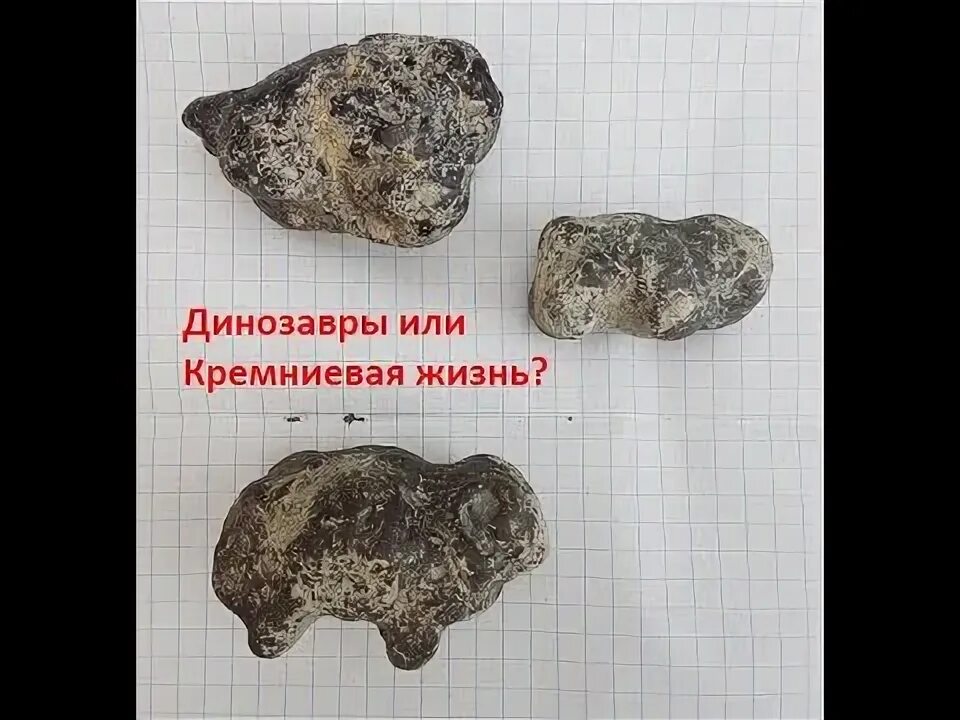 Этот минерал спасет тебе жизнь кремний. Жизнь из кремня. кремниевая жизнь silicon life. окаменевшие животные кремниевой. кремниевая жизнь кремниевые гиганты.
