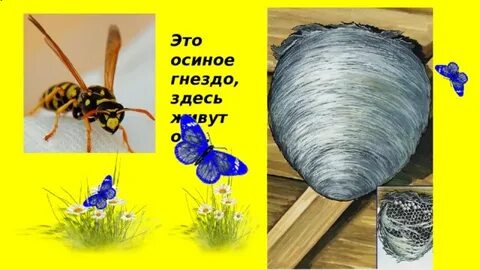 Рассказ не семейка а осиное гнездо