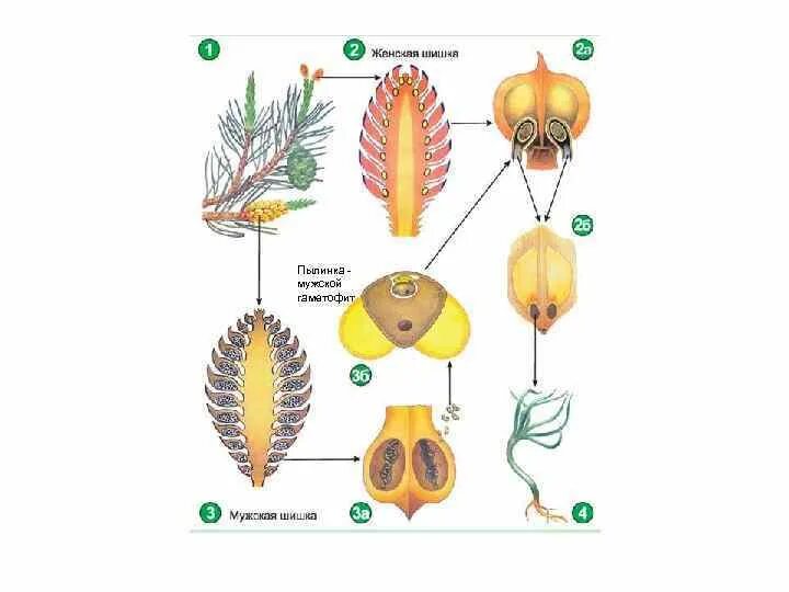 Цикл развития сосны гаметофиты. Мужской и женский гаметофит голосеменных. Жизненный цикл сосны обыкновенной. Жизненный цикл голосеменных сосна. Формирование мужского гаметофита