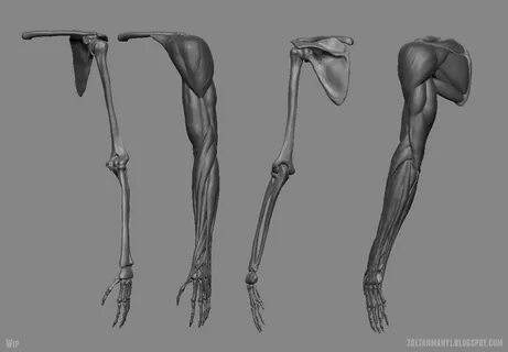 Anatomy teenwxve