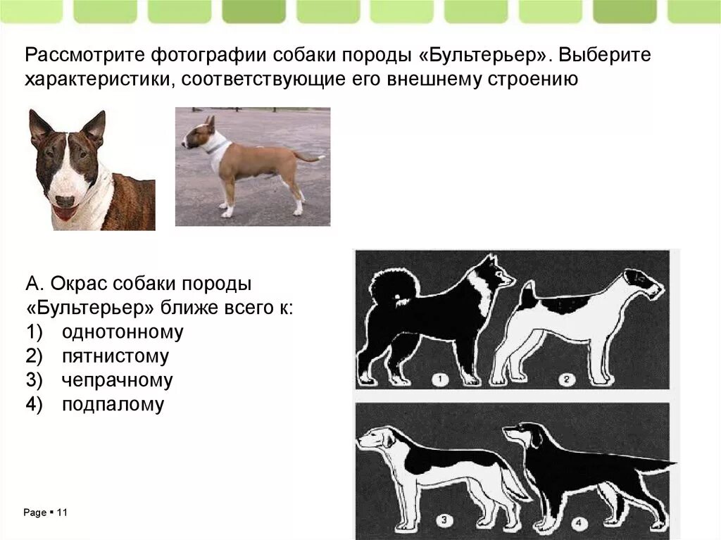 Генетика окрасов бультерьера таблица. Генетика наследования окрасов бультерьера. Бультерьер параметры породы. Бультерьер наследование окрасов. Рассмотрите фотографию кошки породы