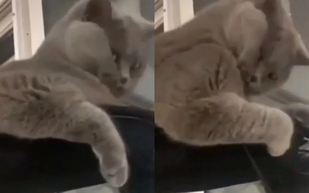 Настоящие котики. Кот увидел видео с хозяином. Котик показывает бицуху. Кот повторяет эрр. Довели до слез кота.