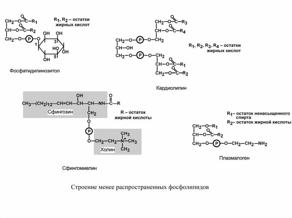 Алифатические карбоновые кислоты. Кислотный остаток стеариновой кислоты. Кислотный остаток стеариновой кислоты. Карбоновые кислоты с радикалами формулы. Олеиновая кислота триглицерид олеиновой кислоты.