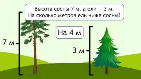 Высота елочки весной была 7 дм какой
