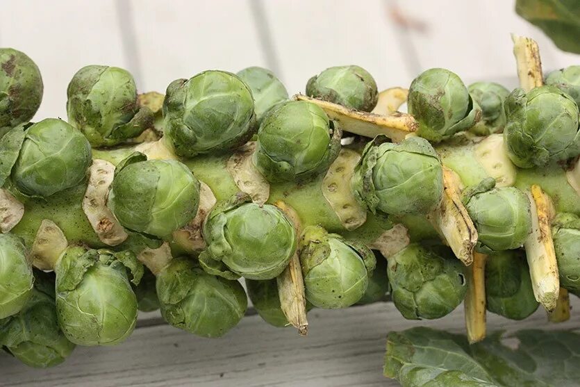 брюссельская капуста. соцветие брюссельской капусты. капуста брюссельская сандра. соцветие брюссельской капусты. капуста брюссельская франклин f1.