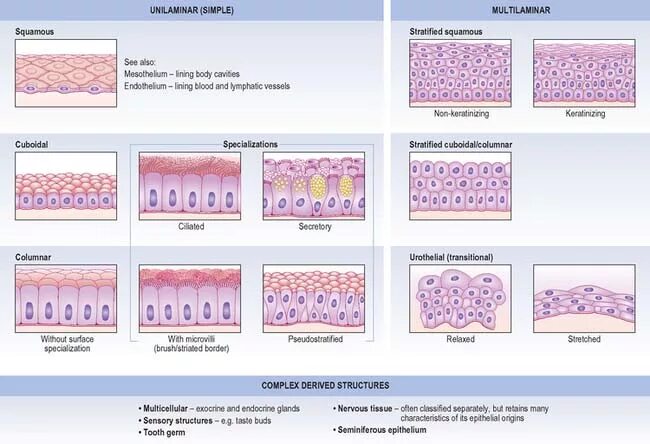 Свойства тканей гистология. Классификация эпителиальной ткани гистология. Эпителиальные ткани гистология таблица. Классификация многослойного эпителия. Плоский эпителий рисунок гистология.