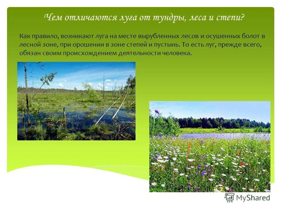 Разнотравная степь. Характерные признаки степи. Кластер зона степей. Доклад про степь. Презентация степи и человек.