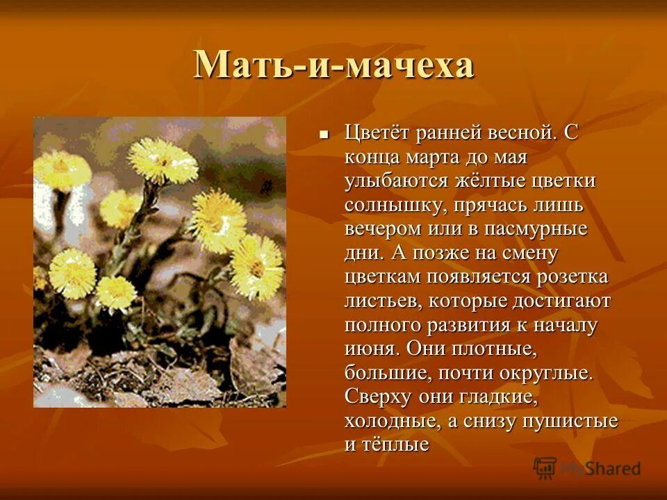 Сообщение о растении мать и мачеха 3 класс. Мать-и-мачеха растение описание 3 класс. Мать и мачеха растение сообщение 2 класс. Мать и мачеха сообщение 3 класс. Мать и мачеха 2 класс окружающий мир