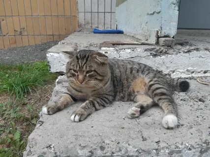 Во дворе кошки малышка о нас