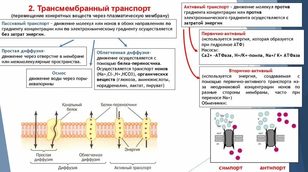 Активный и пассивный транспорт ионов через клеточную мембрану. Пассивный транспорт веществ простая и облегченная диффузия. Активный транспорт веществ через мембрану схема. Физиология активный и пассивный транспорт ионов через мембрану.