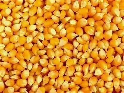 Кукуруза (зерно). Кукуруза корм для животных. Кукуруза для корма животных. Гидропоника зерна кукурузы для корм.