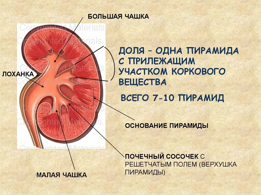 Лоханка латынь. Почечная пирамида и лоханка. Почка почечный сосочек строение. Почечная лоханка строение анатомия. Строение почки сосочки.